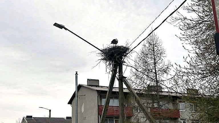 Nigula kurepesa aprill 2026