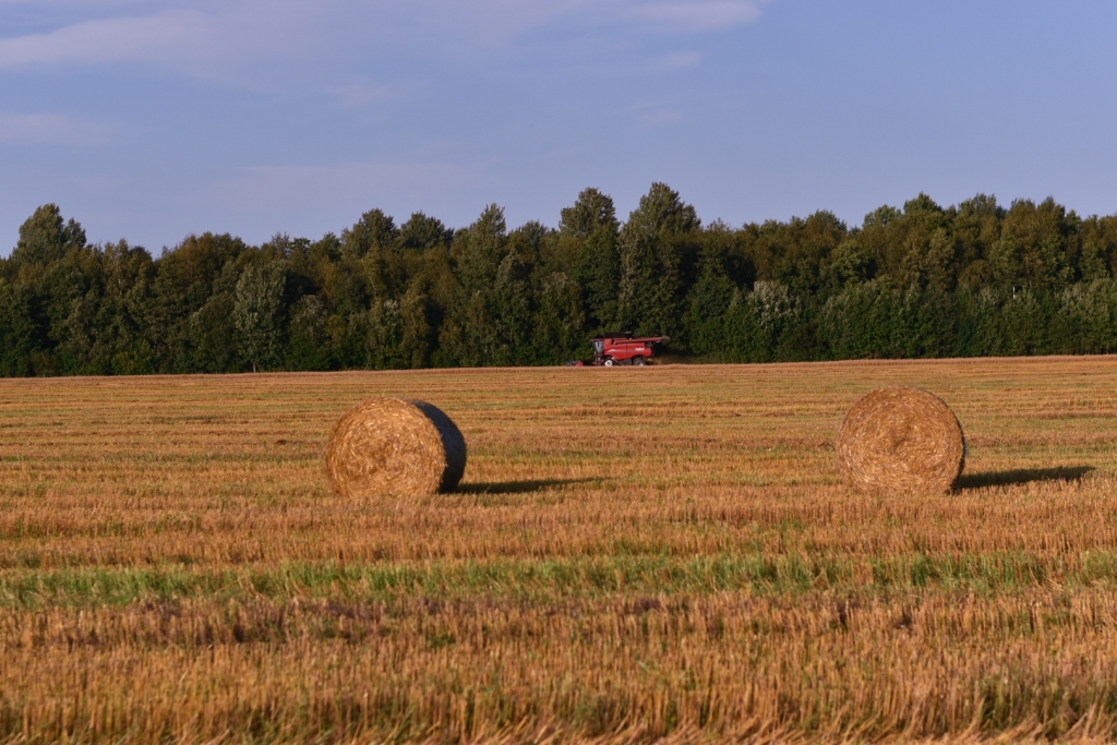 Põld heinapallidega